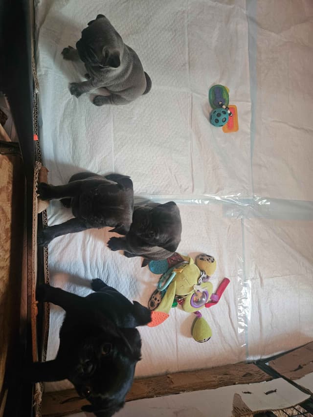Pug Puppies media 5