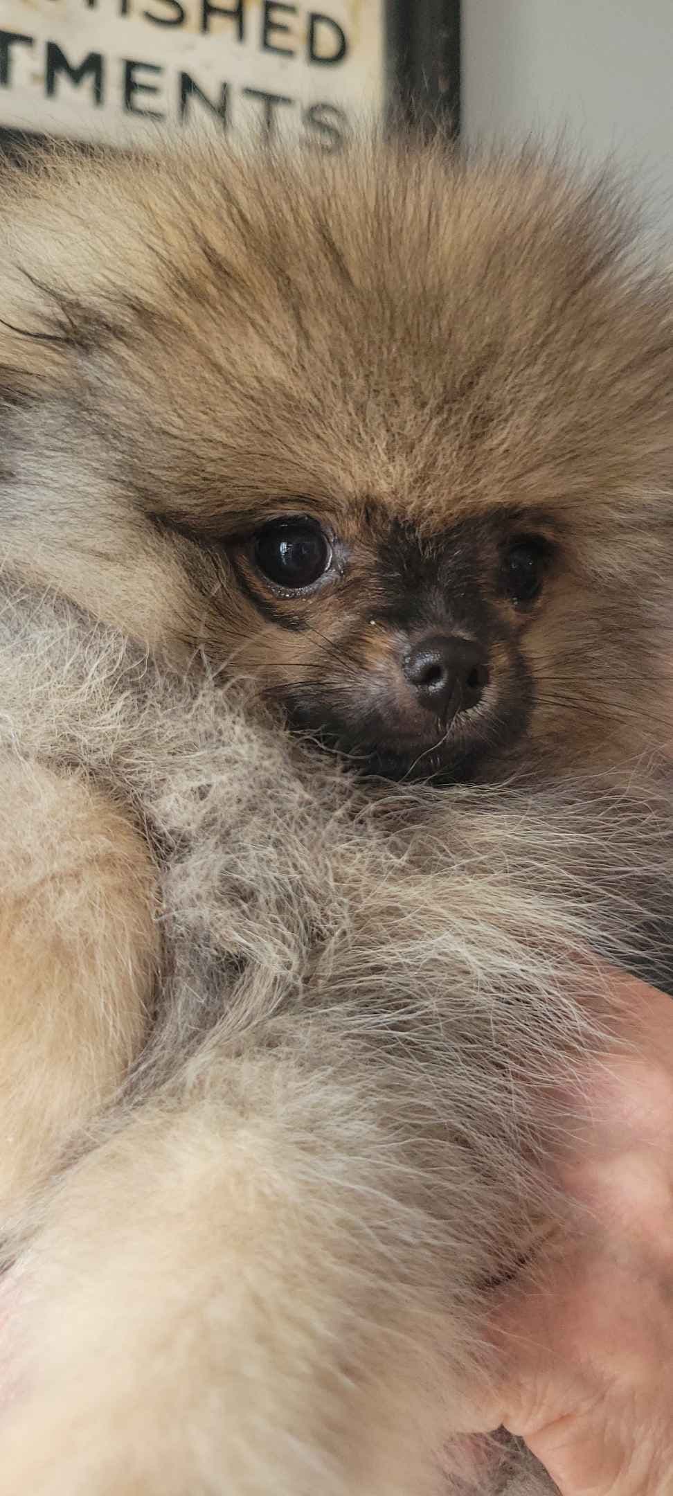 Pomeranian Puppies breeder image 3