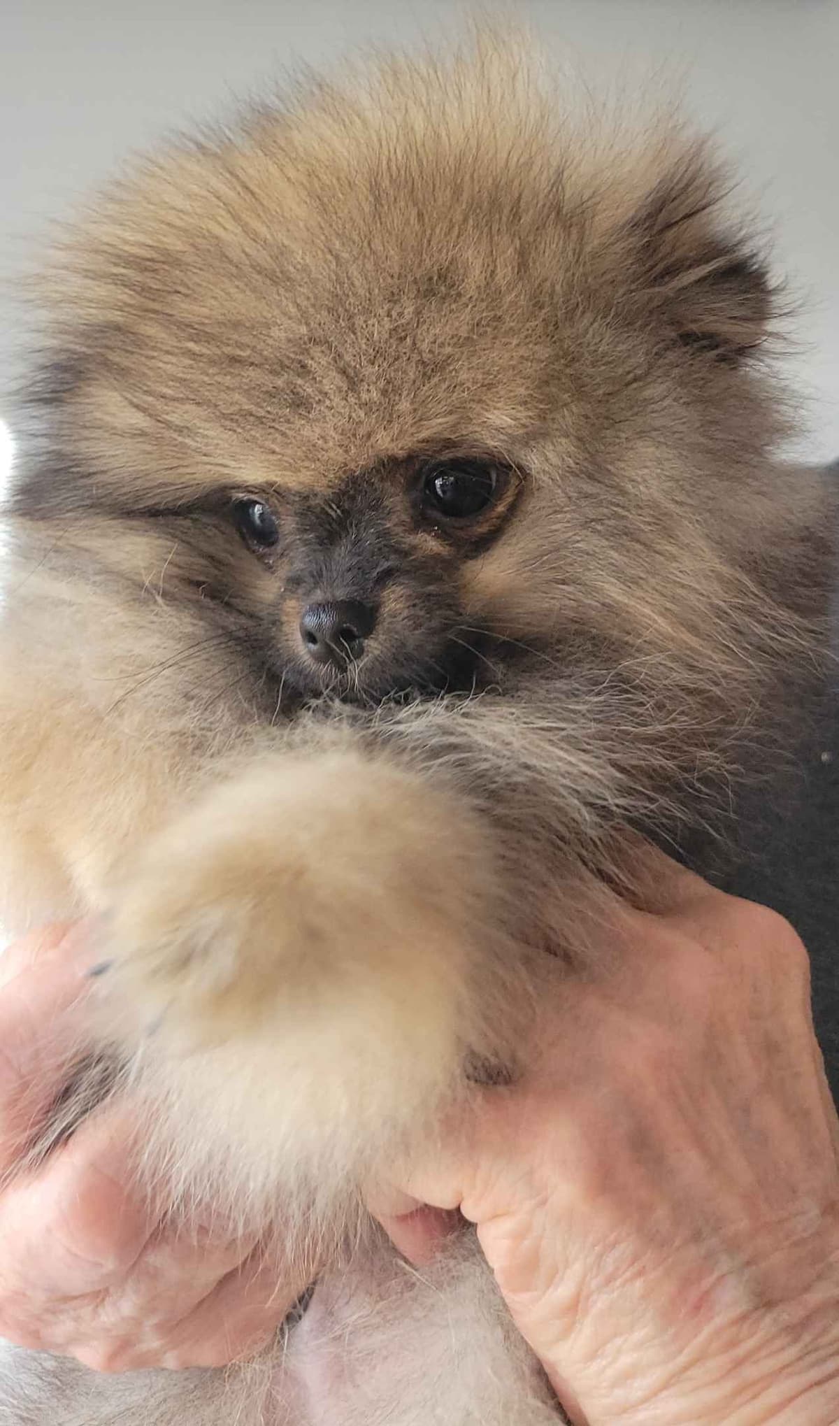 Pomeranian Puppies breeder image 4