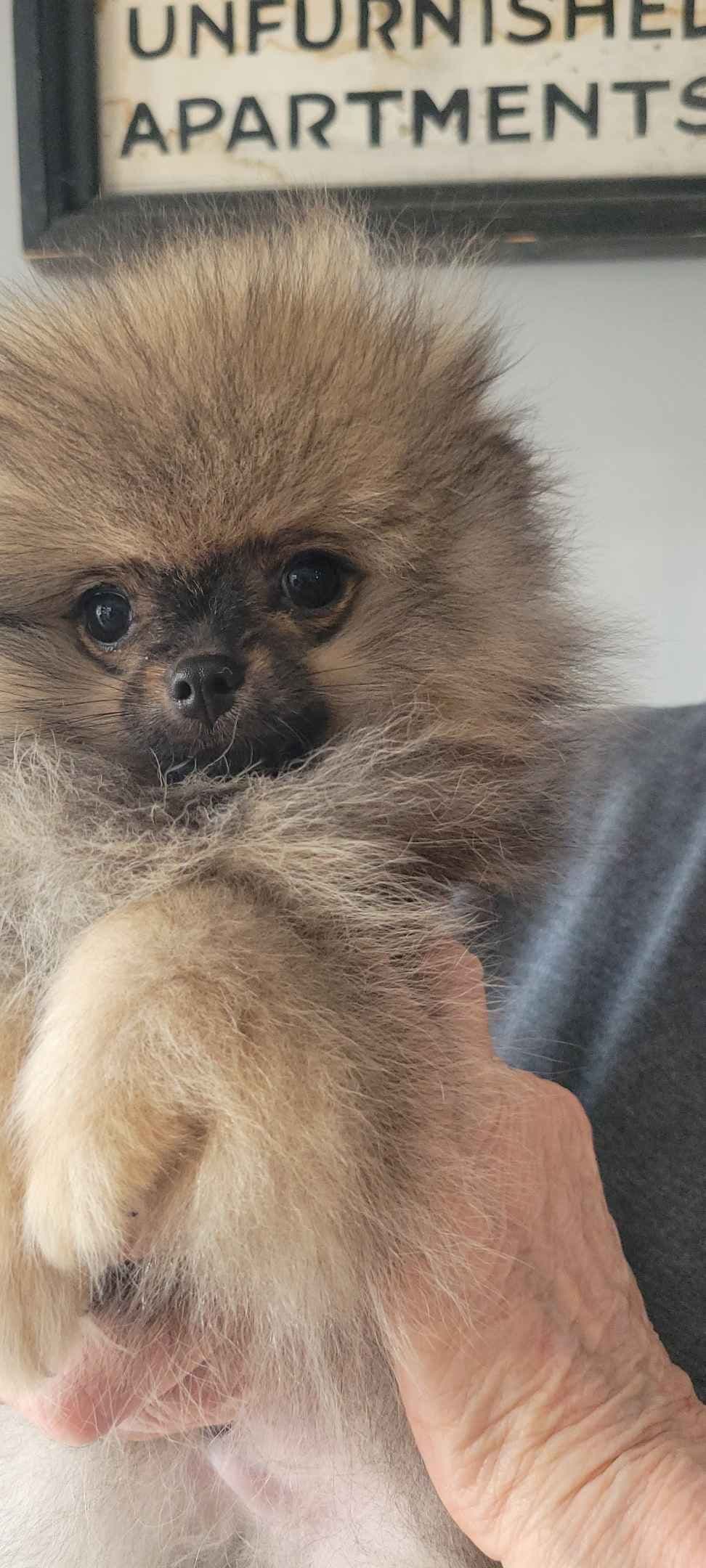 Pomeranian Puppies breeder image 5