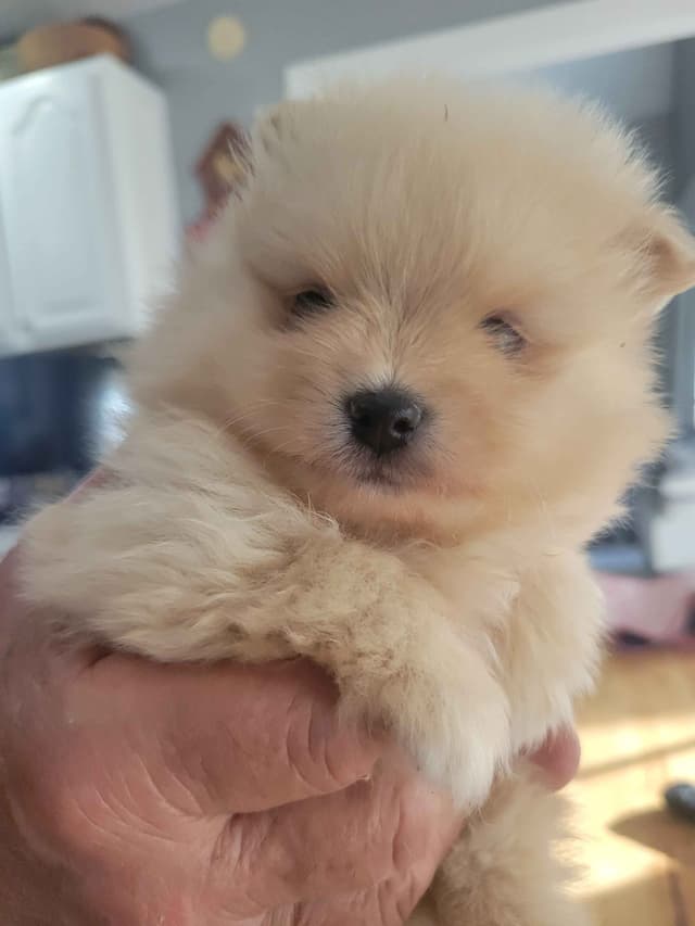 Pomeranian Puppies media 2