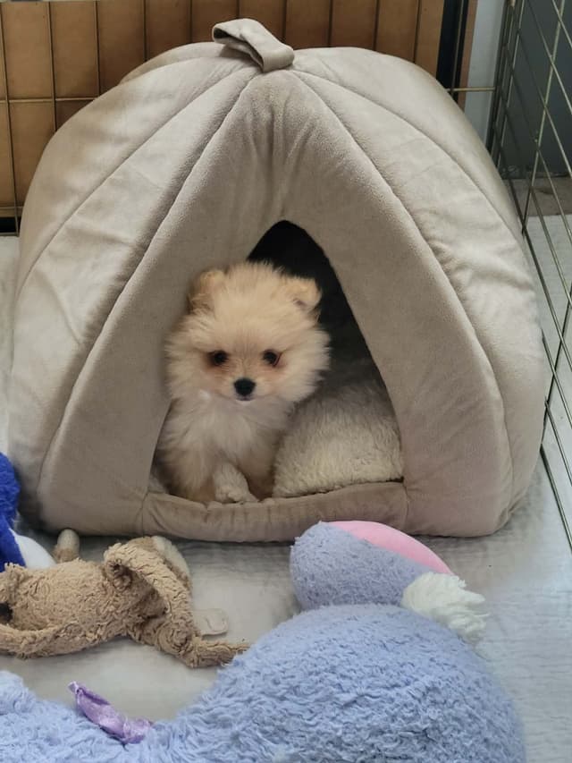 Pomeranian Puppies media 3
