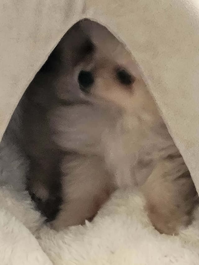 Pomeranian Puppies media 4