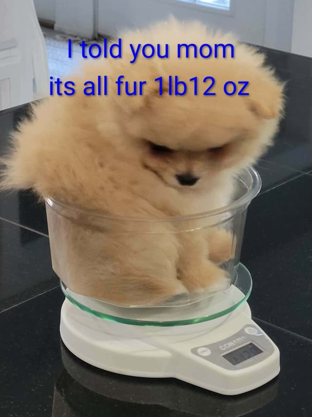 Pomeranian Puppies media 5