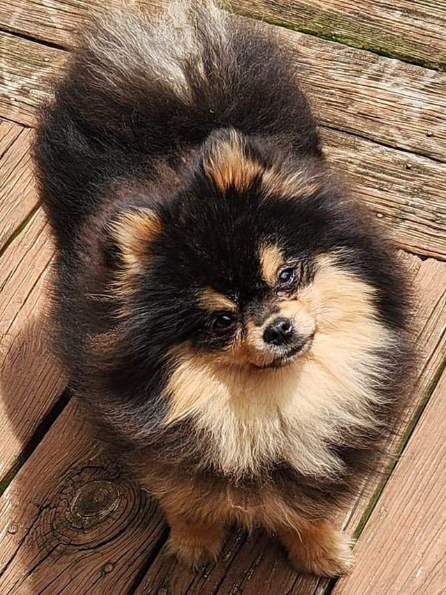 Pomeranian Puppies media 6