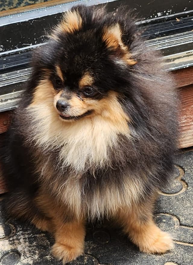 Pomeranian Puppies media 7