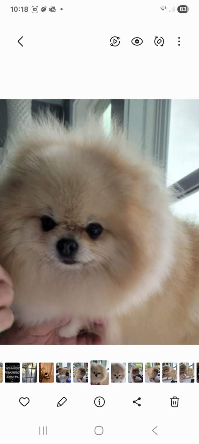 Pomeranian Puppies media 8