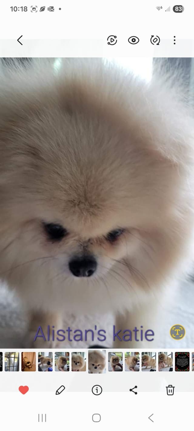 Pomeranian Puppies media 9