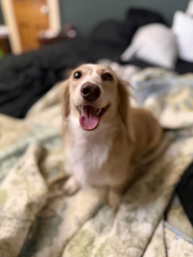 Long Haired Adult Cream Piebald Female Dachshund media 3