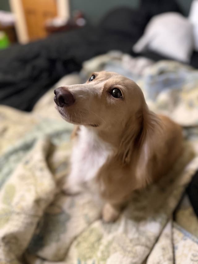Long Haired Adult Cream Piebald Female Dachshund media 2