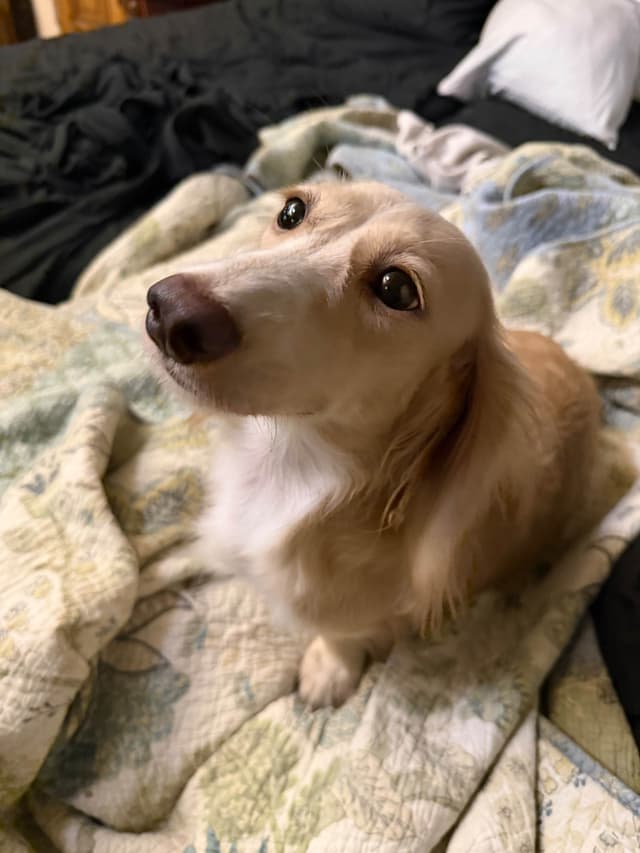 Long Haired Adult Cream Piebald Female Dachshund media 4