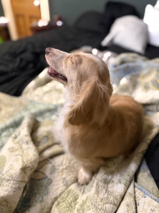 Long Haired Adult Cream Piebald Female Dachshund media 5