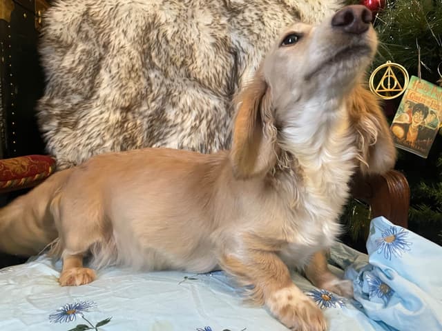 Long Haired Adult Cream Piebald Female Dachshund media 6