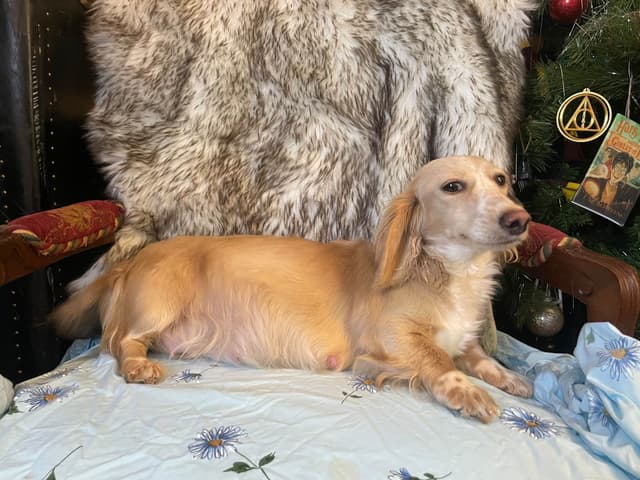 Long Haired Adult Cream Piebald Female Dachshund media 7