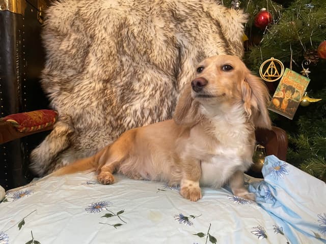 Long Haired Adult Cream Piebald Female Dachshund media 8