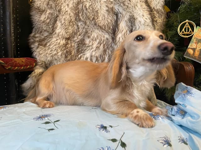 Long Haired Adult Cream Piebald Female Dachshund media 9