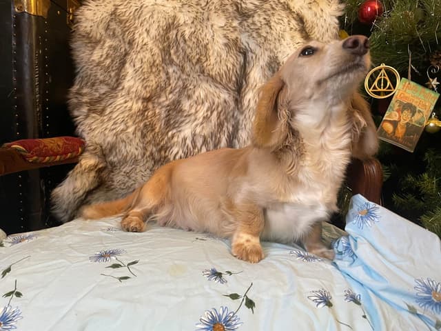 Long Haired Adult Cream Piebald Female Dachshund media 10