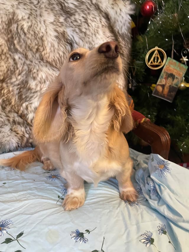 Long Haired Adult Cream Piebald Female Dachshund media 11