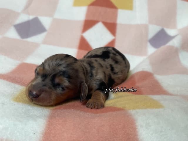 Long Haired Dachshund Puppies media 2