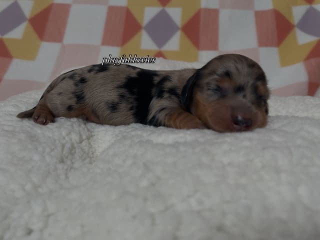 Long Haired Dachshund Puppies media 4