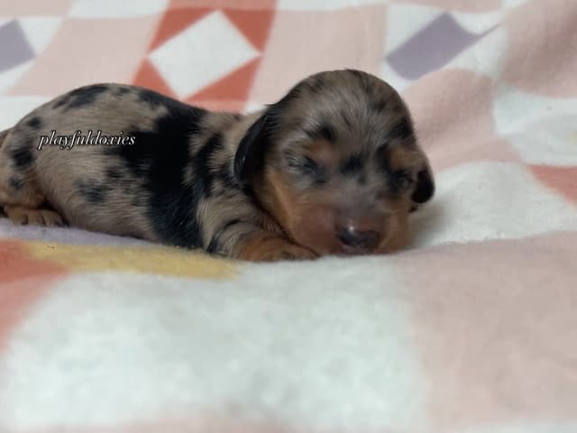Long Haired Dachshund Puppies media 5