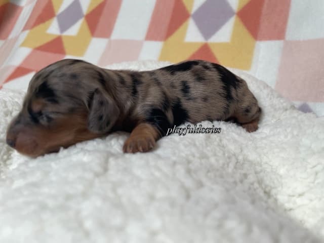 Long Haired Dachshund Puppies media 6