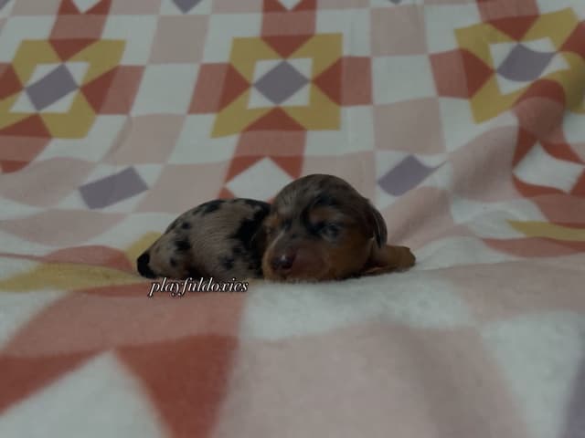 Long Haired Dachshund Puppies media 7