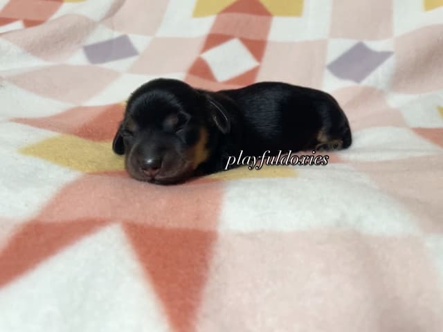 Long Haired Dachshund Puppies media 8