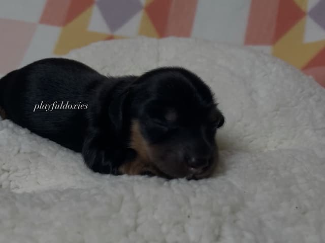 Long Haired Dachshund Puppies media 9