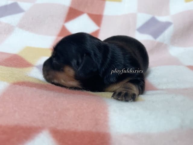 Long Haired Dachshund Puppies media 12