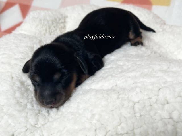 Long Haired Dachshund Puppies media 11