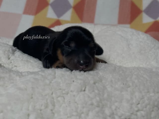 Long Haired Dachshund Puppies media 10
