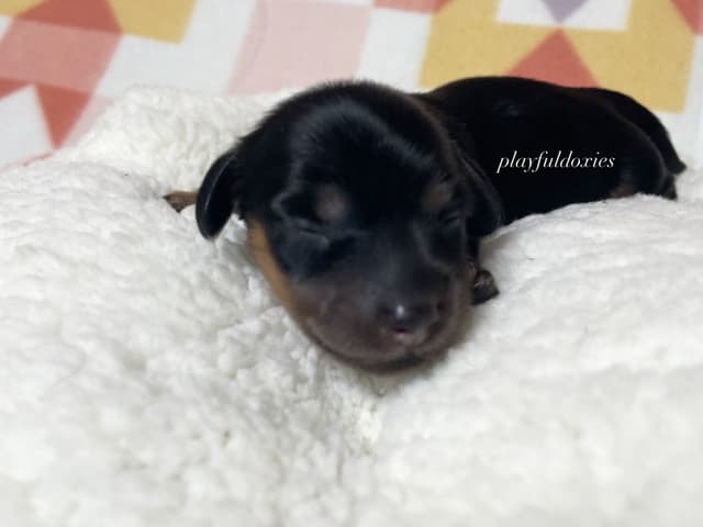 Long Haired Dachshund Puppies media 13