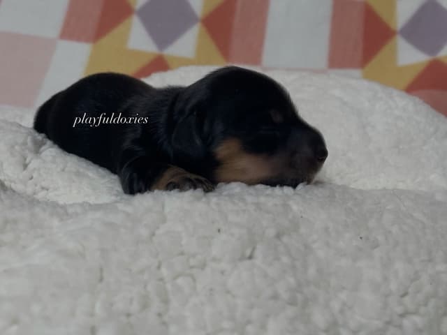 Long Haired Dachshund Puppies media 14