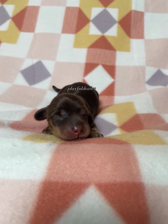 Long Haired Dachshund Puppies media 15