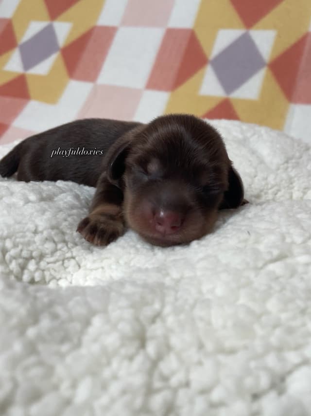 Long Haired Dachshund Puppies media 16