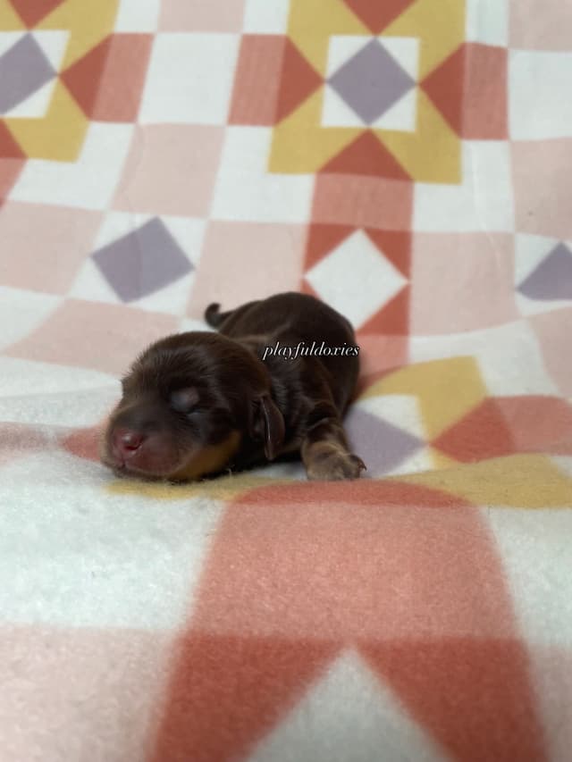 Long Haired Dachshund Puppies media 17