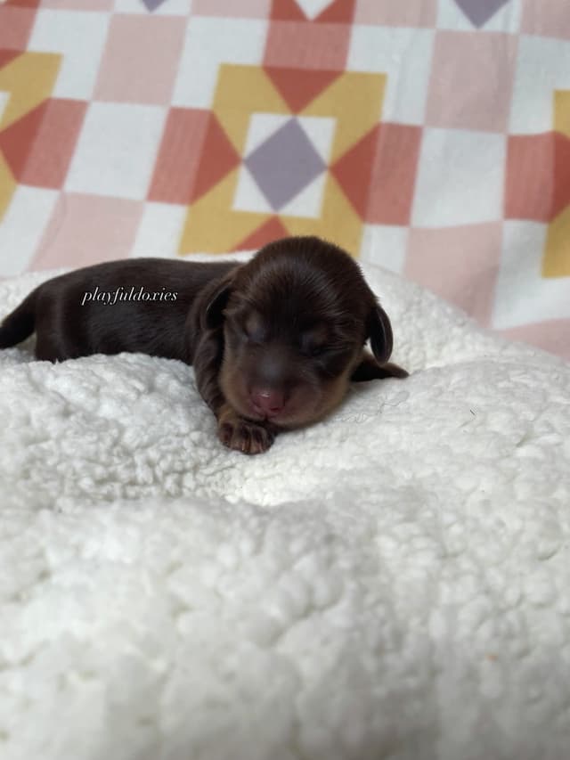Long Haired Dachshund Puppies media 18