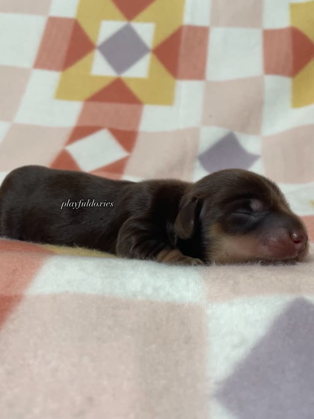 Long Haired Dachshund Puppies media 19