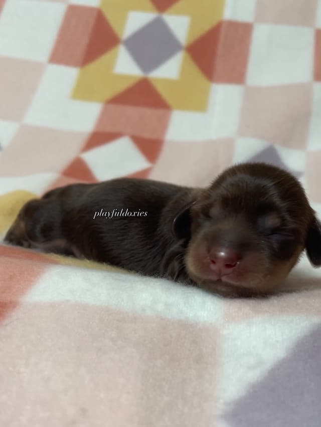 Long Haired Dachshund Puppies media 20