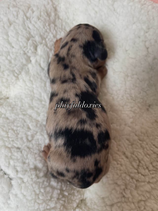 Long Haired Dachshund Puppies media 21