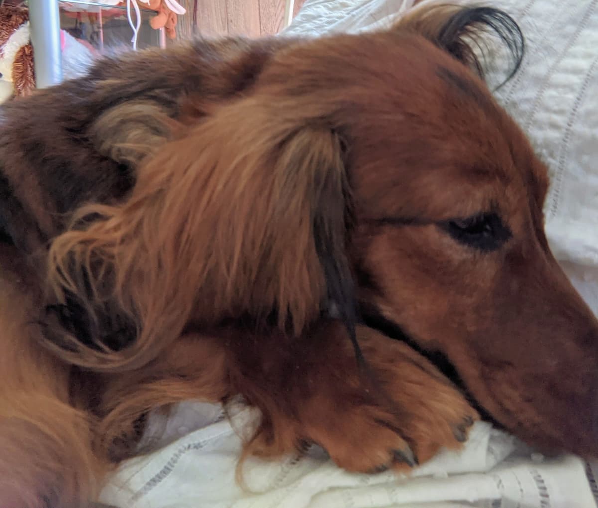 Dachshund Puppies breeder image 3
