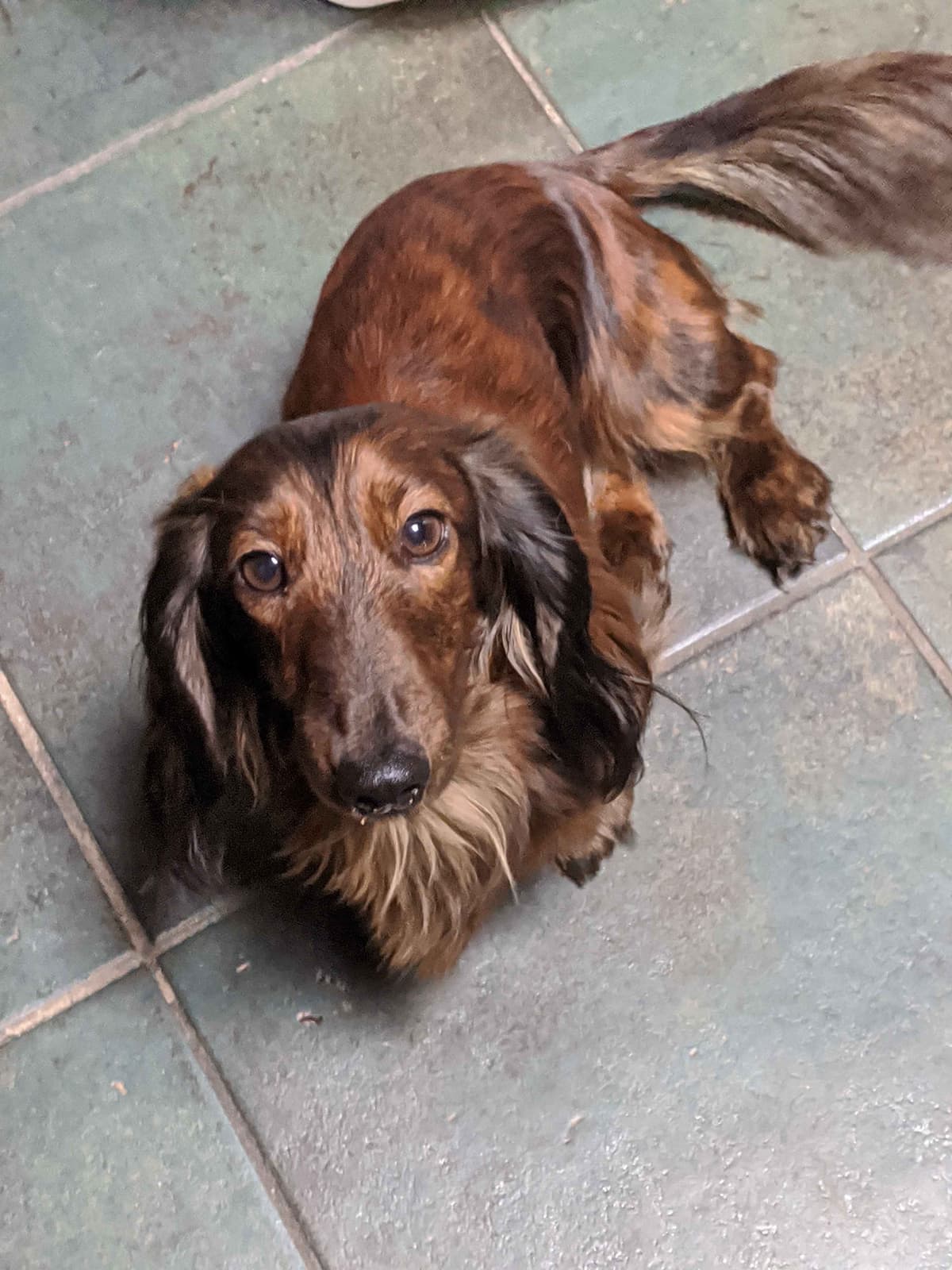 Dachshund Puppies breeder image 1