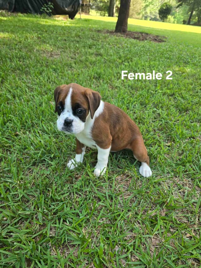 Boxer Puppies media 2