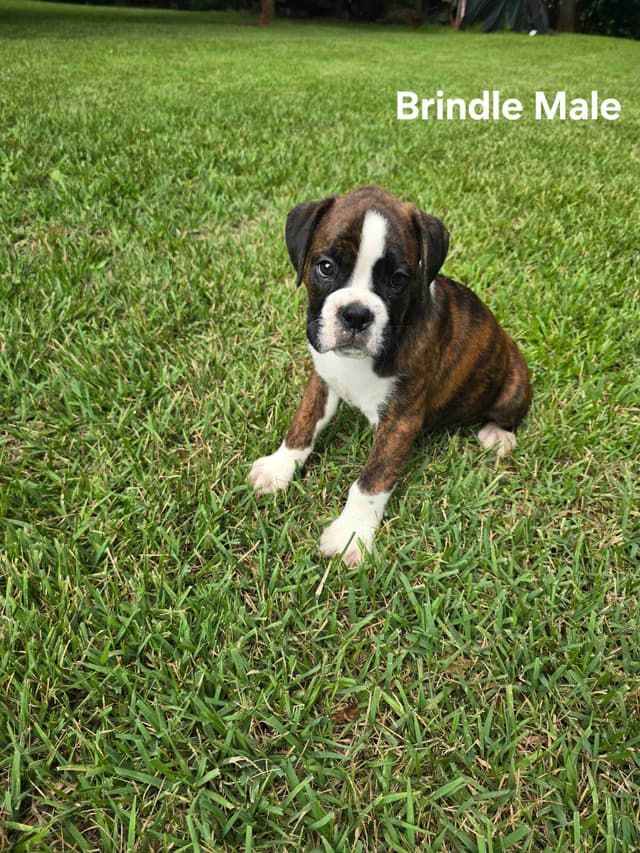 Boxer Puppies media 3