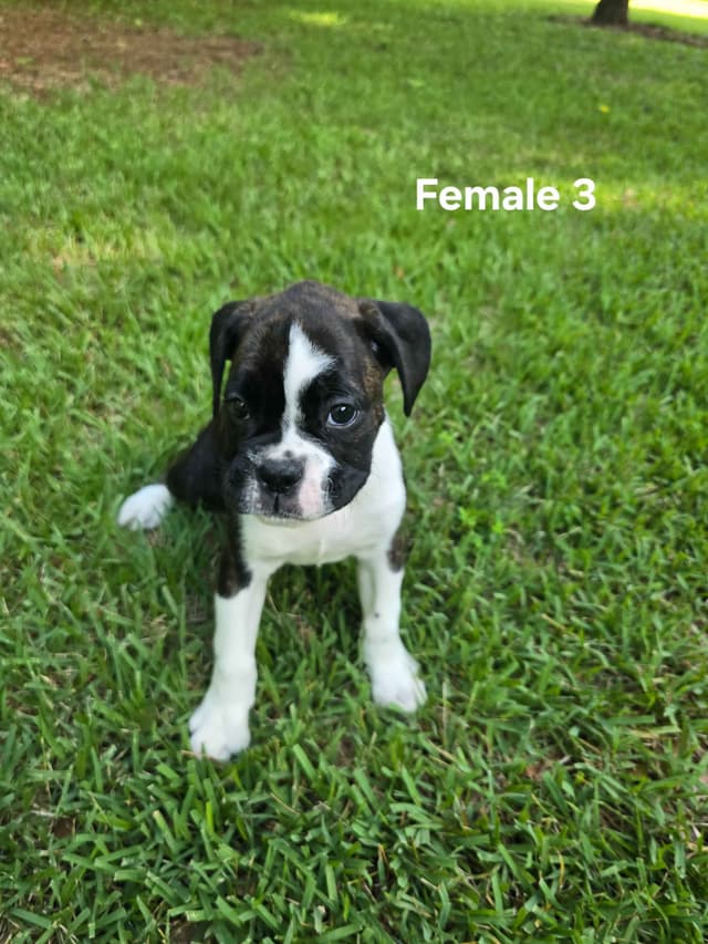 Boxer Puppies media 4