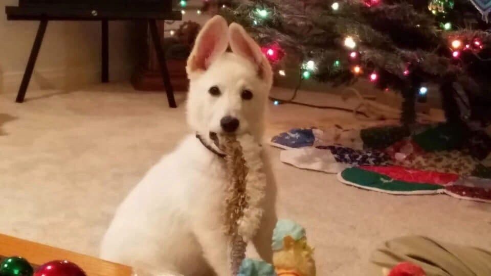 White German Shepherd Dog breeder image 1