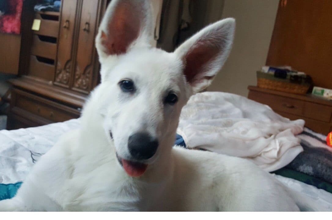White German Shepherd Dog breeder image 3