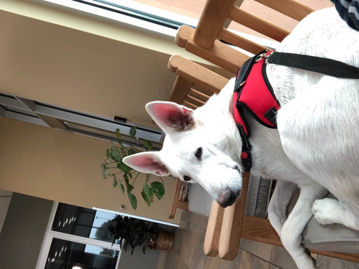 White German Shepherd Dog breeder image 4