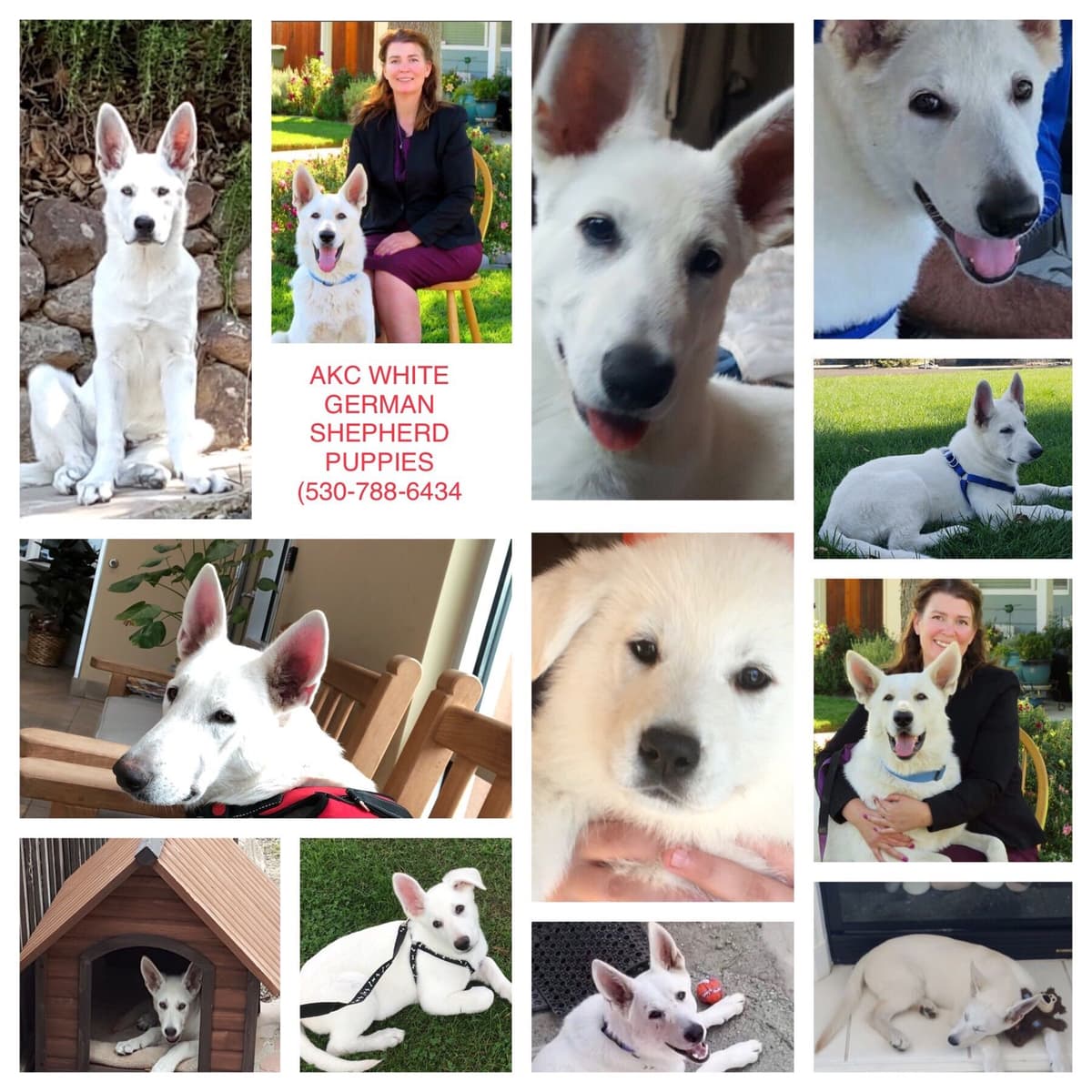 White German Shepherd Dog breeder image 6